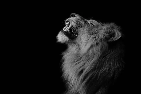 黒を背景に怒りのライオンのグレースケールの肖像画 — ストック写真
