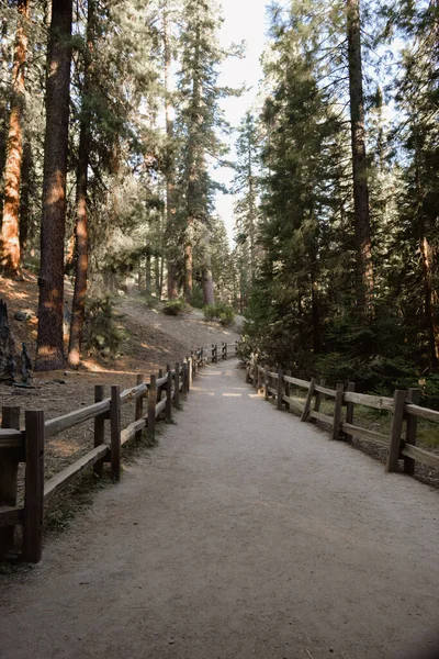 森の中を木製の柵で囲まれた歩道の垂直ショット — ストック写真