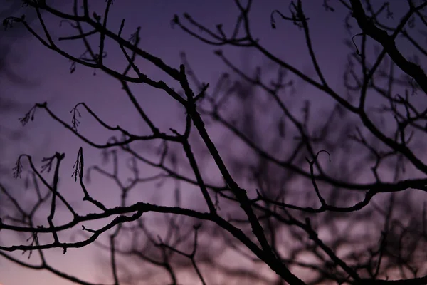 Una Silueta Ramas Árbol Sobre Fondo Púrpura Del Cielo Atardecer —  Fotos de Stock