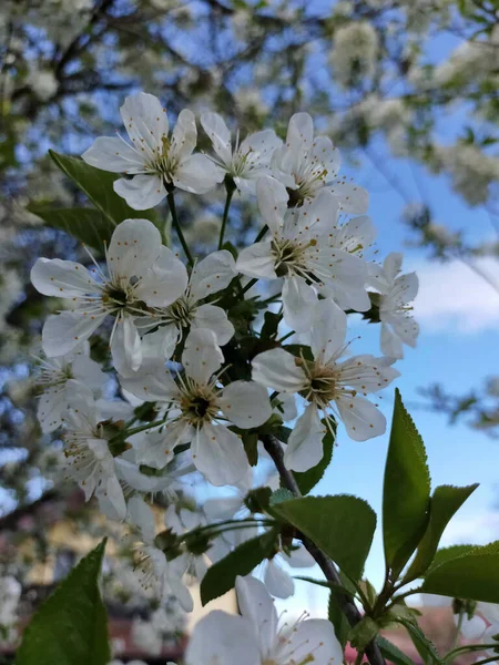 정원에 꽃나무의 — 스톡 사진