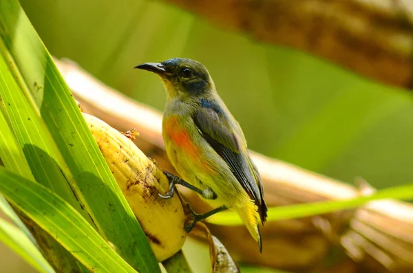 Varios Pájaros Pecker Flor Lindo —  Fotos de Stock