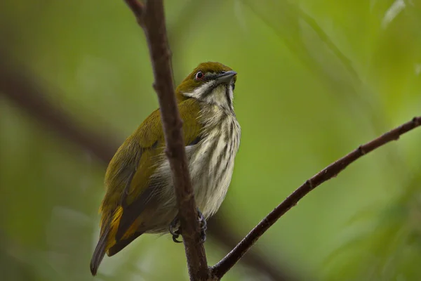 Diverse Schattige Bloem Pikvogels — Stockfoto