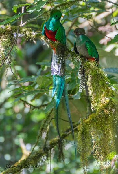 Tiro Vertical Quetzals Empoleirado Uma Árvore Sob Luz Sol Guatemala — Fotografia de Stock