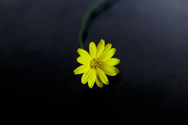 暗い背景に黄色の花の美しいショット — ストック写真