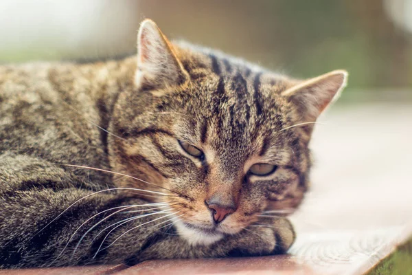 Egy Közelkép Padlón Heverő Macskáról Állati Portré — Stock Fotó