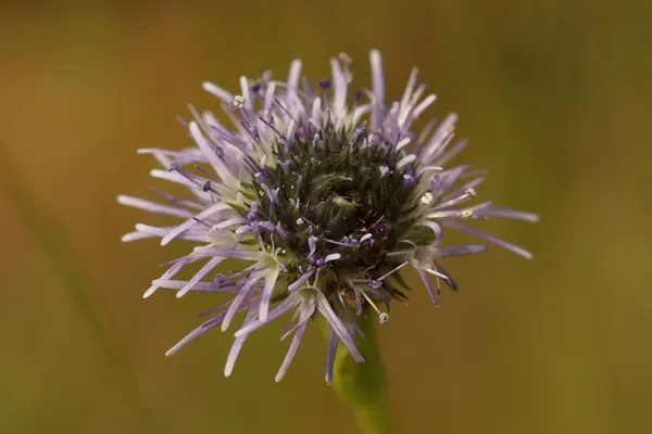 Primer Plano Sobre Flor Azul Flor Silvestre Oveja Jasione Montana — Foto de Stock