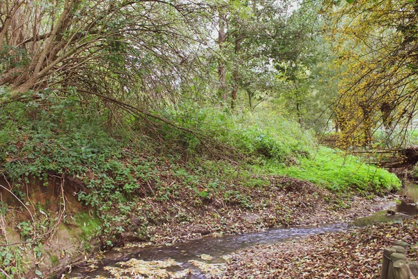 Egy Gyönyörű Lövés Őszi Kilátás Egy Erdő Kis Vonal Víz — Stock Fotó