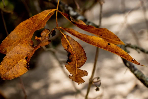 Primer Plano Las Hojas Del Árbol Otoñal — Foto de Stock