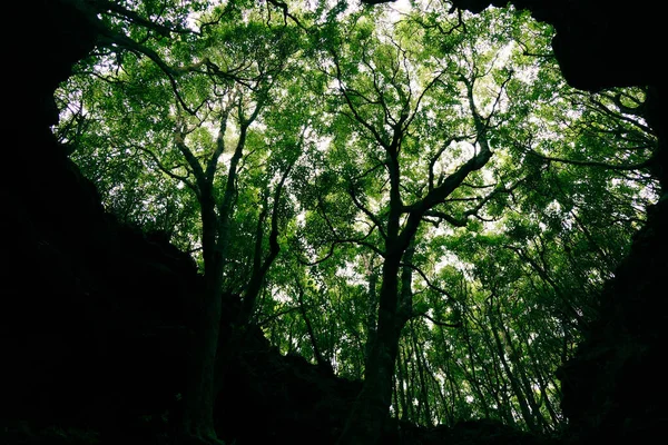 Plan Angle Bas Arbres Verts Dans Forêt — Photo