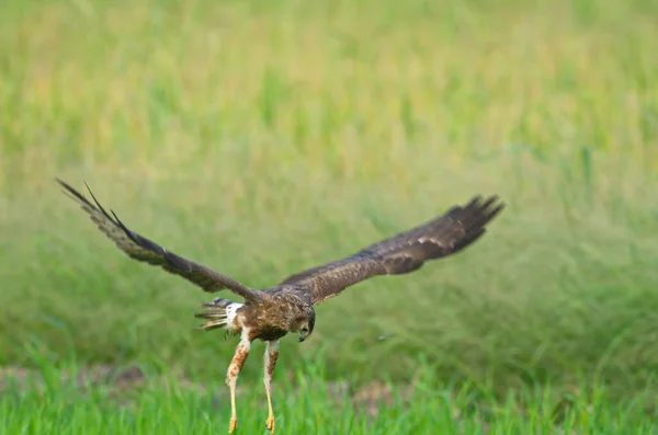 Aves Rapiña Águilas Halcones Halcones — Foto de Stock