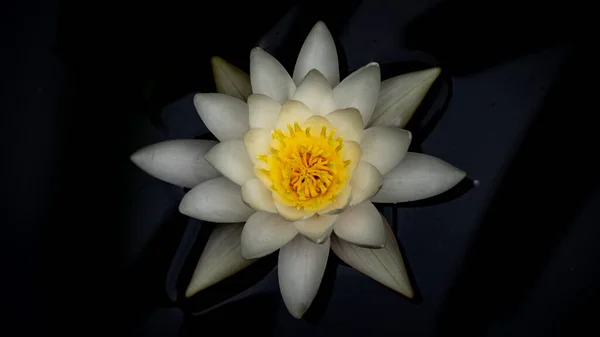 Μια Όμορφη Θέα Του Ανθισμένου Λευκού Λωτού Λουλούδι — Φωτογραφία Αρχείου