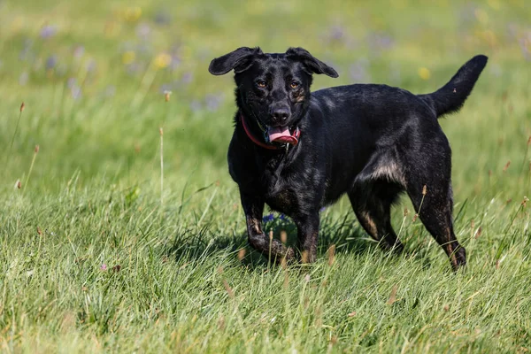 Чорний Лабрадор Бере Собаку Полі — стокове фото