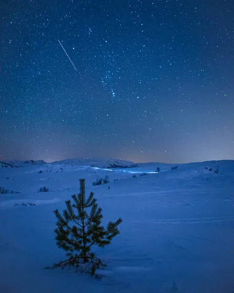Vertikální Záběr Borovice Zasněženém Lese Pod Hvězdnatou Oblohou — Stock fotografie