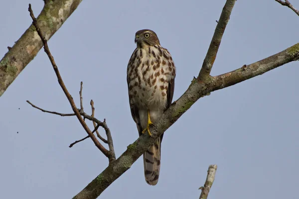 Várias Aves Rapina Águias Falcões Falcões — Fotografia de Stock