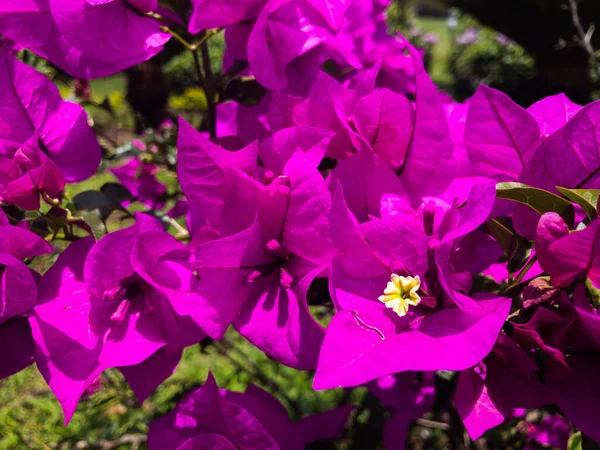 Close Flores Bougainvillea Crescendo Natureza — Fotografia de Stock