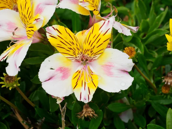 Άποψη Του Λευκού Και Κίτρινου Περουβιανού Λουλουδιού Alstroemeria Aurea — Φωτογραφία Αρχείου