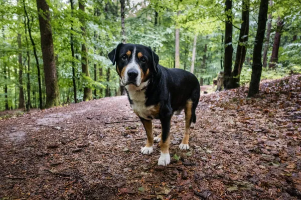 Ένα Χαριτωμένο Σκυλί Στέκεται Ένα Δάσος — Φωτογραφία Αρχείου