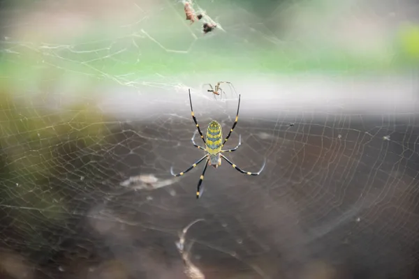 Ein Selektiver Fokusschuss Einer Wespenspinne Auf Ihrem Netz — Stockfoto