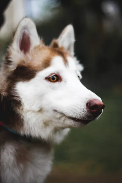 Parktaki Sibirya Husky Köpeğinin Dikey Portresi — Stok fotoğraf