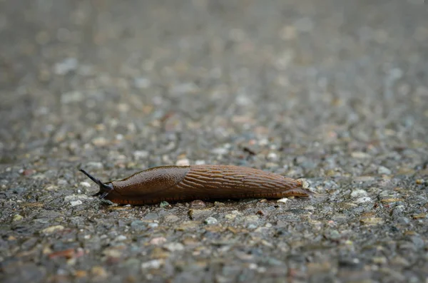 Een Close Shot Van Lusitaniaanse Slak Arion Vulgaris Een Weg — Stockfoto