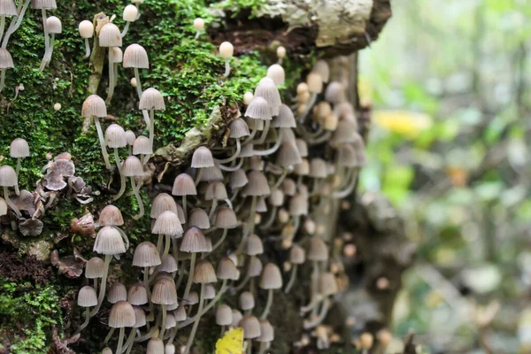 Primer Plano Montón Pequeños Hongos Grises Árbol — Foto de Stock