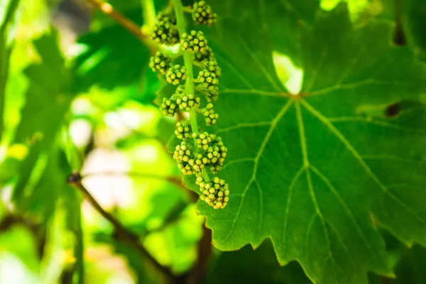 Gros Plan Feuilles Raisin Dans Vignoble — Photo