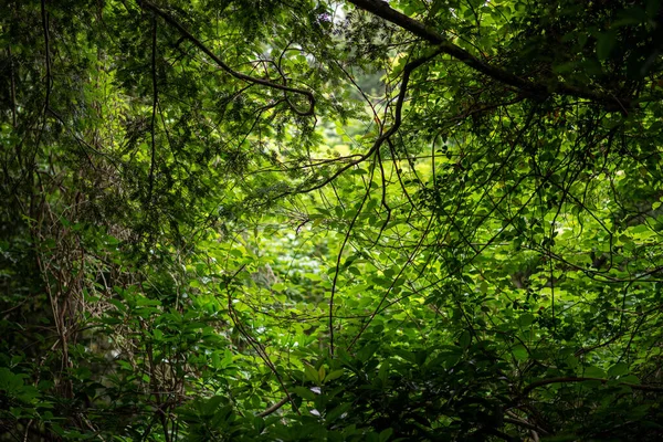 Krajobraz Parku Zielonymi Liściastymi Roślinami — Zdjęcie stockowe