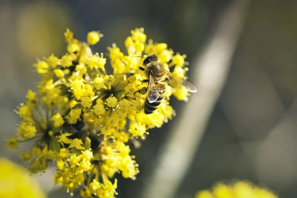 Gros Plan Une Abeille Recueillant Nectar Sur Cornouiller Fleurs — Photo