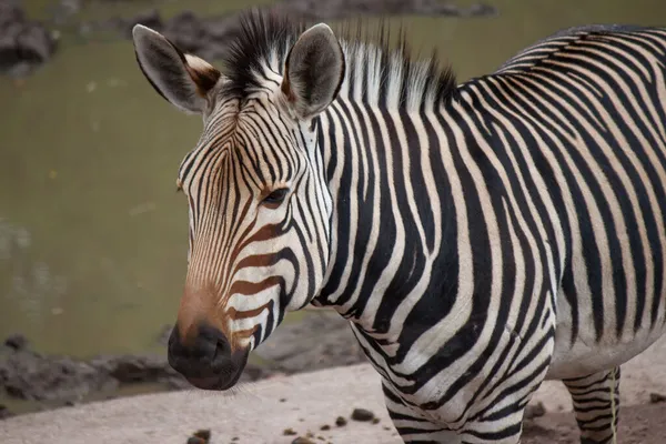 Egy Zebra Egy Ketrecben Egy Állatkertben — Stock Fotó