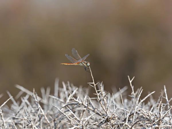 Uno Scatto Selettivo Una Libellula Comune Sui Rami — Foto Stock