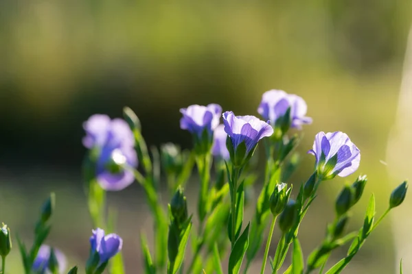 Las Flores Azules Púrpuras Prado —  Fotos de Stock