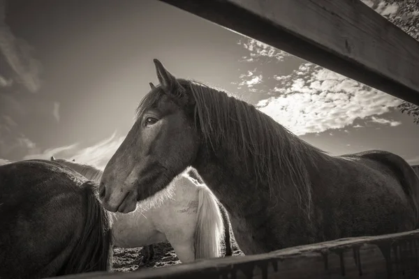 Grayscale Horses Ranch Iceland — Stock Photo, Image