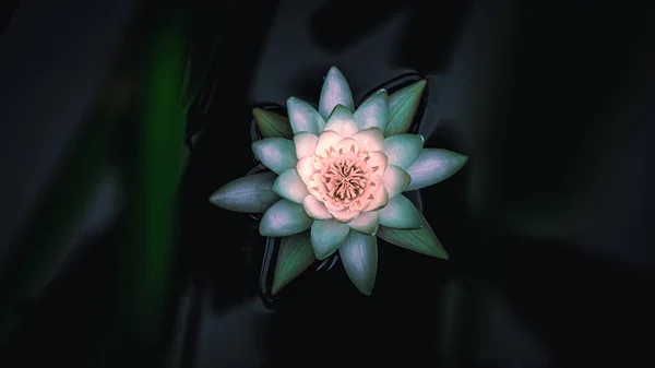 Beyaz Nilüfer Çiçeğinin Güzel Manzarası — Stok fotoğraf