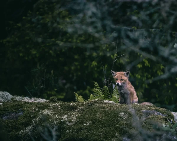 森林里狐狸的浅浅的焦点 — 图库照片