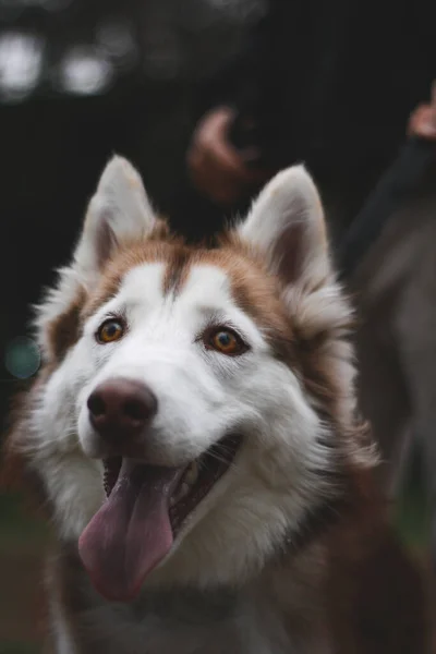 Ένα Κάθετο Πορτραίτο Ενός Σιβηρίας Husky Σκύλου Στο Πάρκο — Φωτογραφία Αρχείου