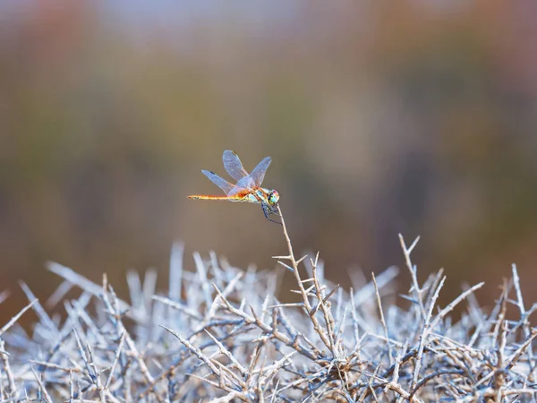 普通蜻蜓在树枝上的选择性聚焦镜头 — 图库照片