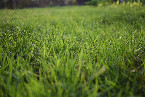 Närbild Färskt Grönt Gräs Trädgården Solig Dag — Stockfoto