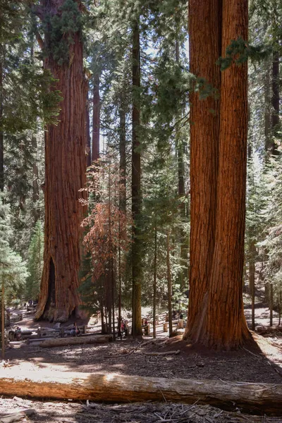 Viejos Árboles Secuoya Gigantes Parque Nacional Sequoia — Foto de Stock