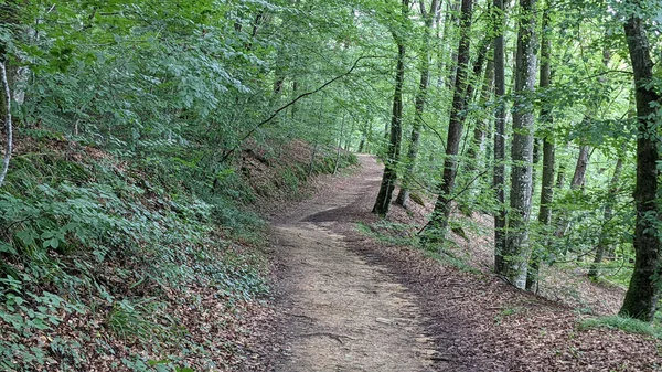 Uma Bela Vista Estrada Para Floresta — Fotografia de Stock