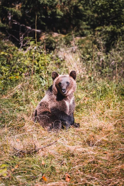 Pionowe Ujęcie Słodkiego Niedźwiedzia Lesie — Zdjęcie stockowe