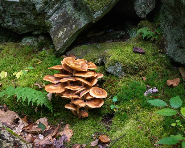 Vadon Termő Gombák Erdőben — Stock Fotó