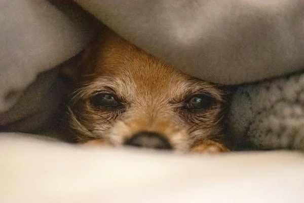 Close Chihuahua Adorável Olhando Debaixo Dos Lençóis — Fotografia de Stock