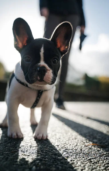 Egy Imádnivaló Francia Bulldog Portréja Pórázon Szabadban Nap Alatt — Stock Fotó