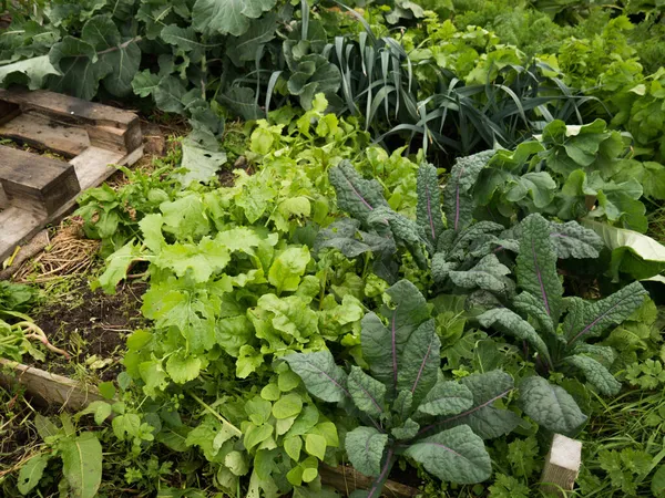 Een Hoge Hoek Shot Van Kruiden Loof Tuin — Stockfoto