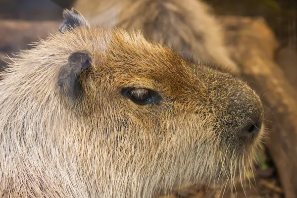 Közelkép Capybara Fejéről — Stock Fotó
