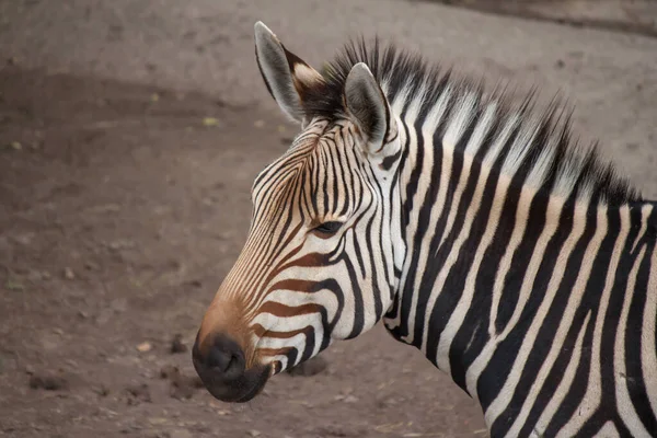 Uma Zebra Uma Gaiola Zoológico — Fotografia de Stock