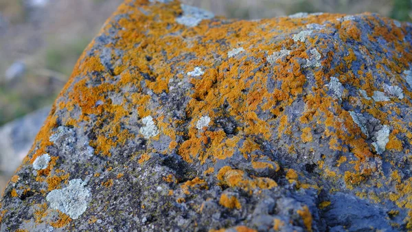 Uma Textura Close Líquen Amarelo Crescendo Uma Pedra Rocha — Fotografia de Stock