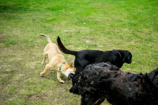 Cani Che Giocano Nel Parco Estivo — Foto Stock