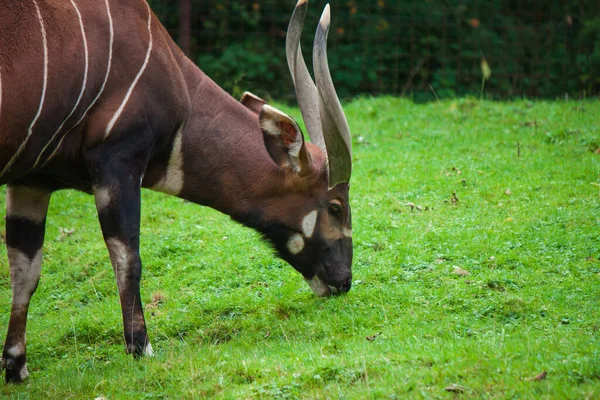 Bongo Bruno Che Pascola Sul Pascolo — Foto Stock