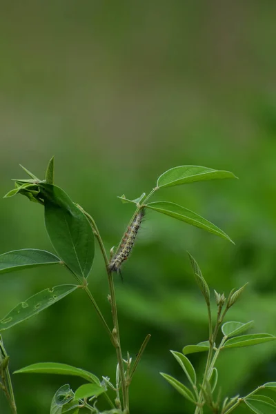 Foco Superficial Una Ramita Que Crece Naturaleza —  Fotos de Stock